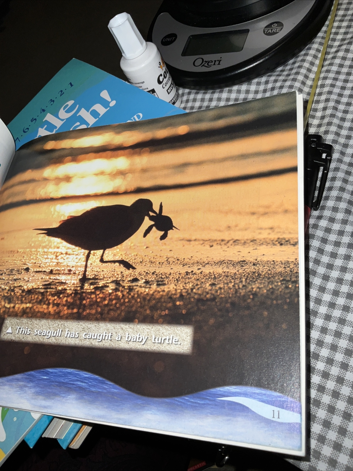 Sea Turtles in Danger By Kristin Cashore 2008 1st Edition Like New
