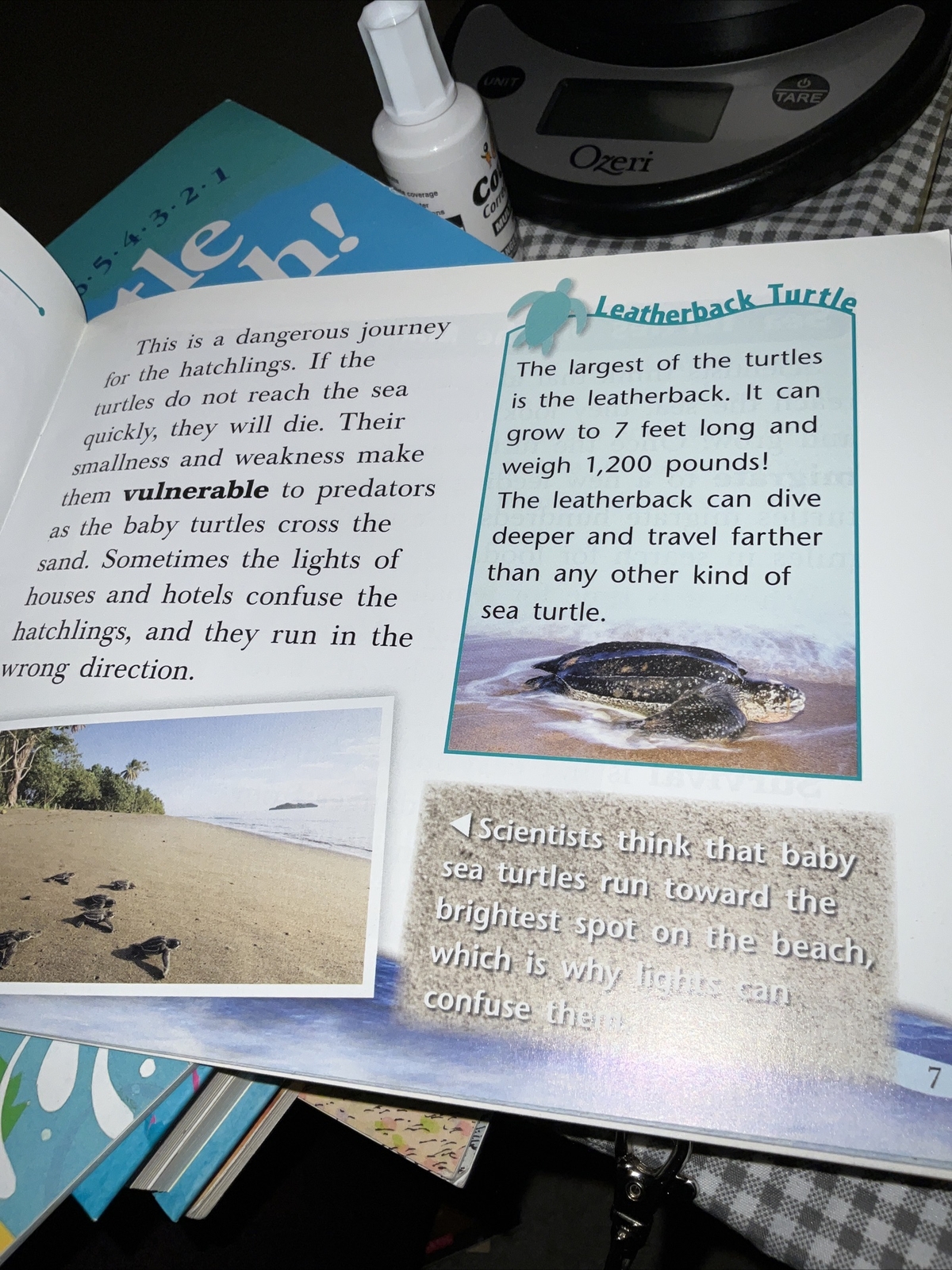 Sea Turtles in Danger By Kristin Cashore 2008 1st Edition Like New