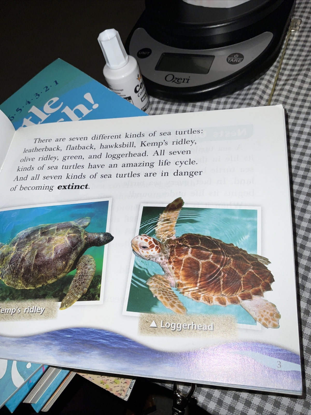 Sea Turtles in Danger By Kristin Cashore 2008 1st Edition Like New